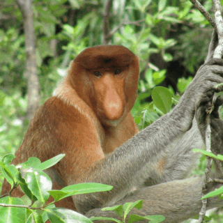 Bako National Park